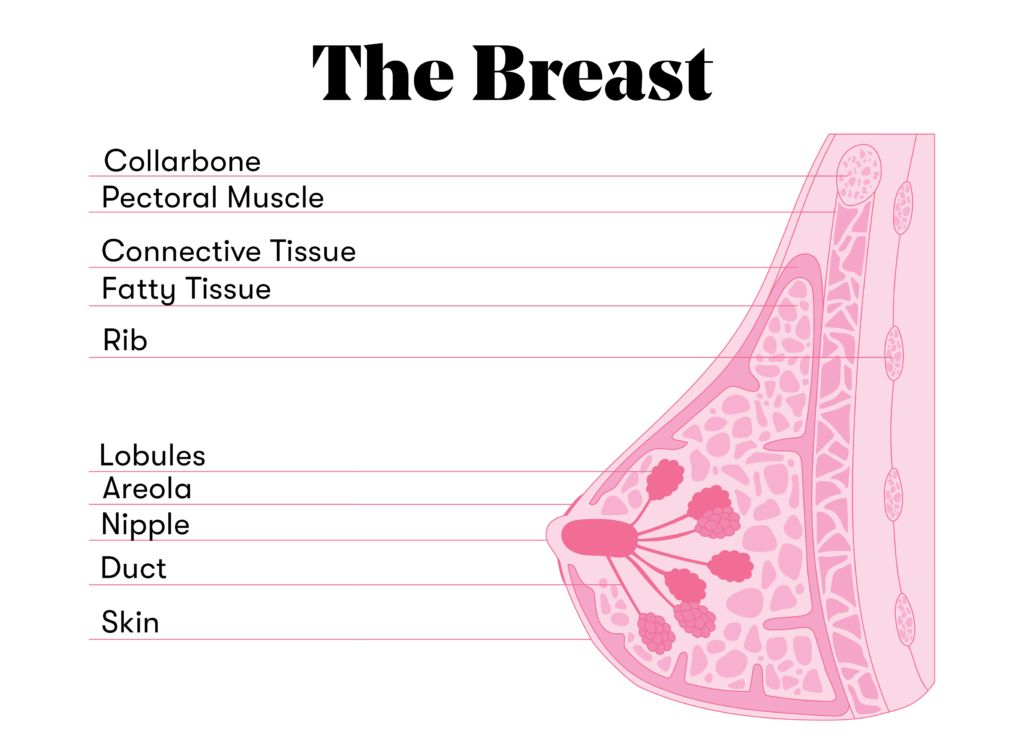 The Breast Diagram